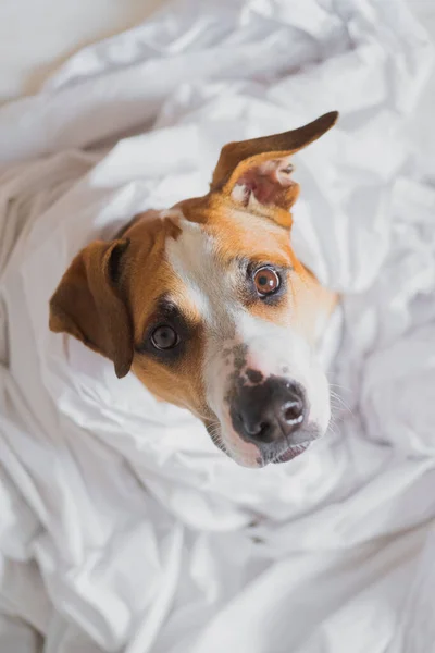 Head Pitbull Dog White Blanket Beautiful Staffordshire Terrier Bed High — Stock Photo, Image