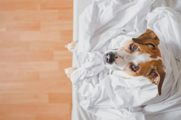 头戴白色毛毯的斗牛犬躺在卧室的床上 美丽的斯塔福德郡小狗 躺在床上 自然光中 — 图库照片