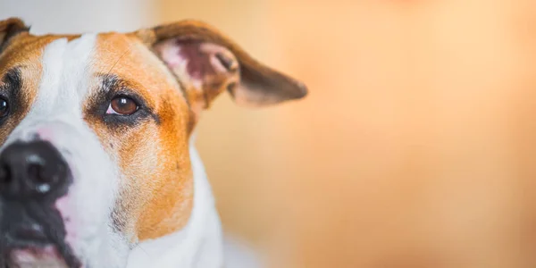 Detailní Vnitřní Portrét Staffordshirského Teriéra Kopírovací Prostor Hlava Pitbull Neutrálním — Stock fotografie