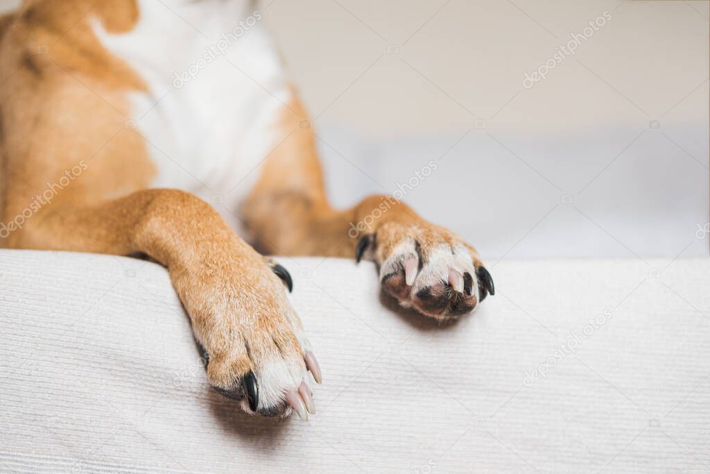 Paws of a dog on a white clean bed, close-up view. Pets at home, alowing dogs on the couch