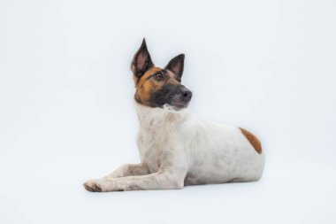 Pürüzsüz tilki teriyeri yerde yatıyor, stüdyo çekimi. Küçük şirin bir köpeğin beyaz arka plan fotoğrafı.