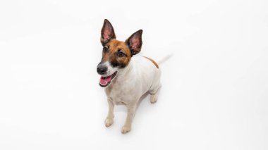 Şirin gülümseyen tilki teriyer köpeği, beyaz arka plan ve kopyalama alanı. Mutlu ve güzel köpek yavrusu kameraya bakıyor, stüdyo çekimi.