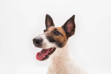 Bir tilki teriyerinin yakın plan portresi, izole edilmiş beyaz arka plan Stüdyo resmi genç bir köpeğin yüzü.,