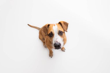 Stüdyo arka planında sevimli bir teriyer, yüksek açılı çekim. Evcil hayvanlar, beyaz arka planda poz veren evcil köpekler.