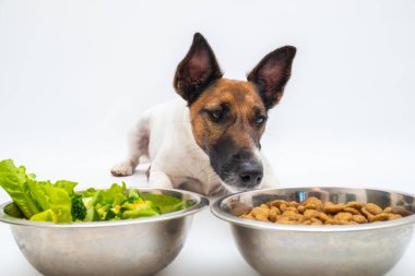 Komik köpek ve iki kase doğal sebze ve normal köpek maması, stüdyo çekimi. Köpek beslenme, evcil hayvan beslenme konsepti: köpek sebze ve kuru yiyecek arasında seçim yapar