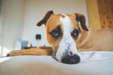 Yatakta sevimli duygusal gözleri olan bir köpek. Evde yalnız kalmak, köpek bunalımı, evde yalnız kalmaktan korkmak.