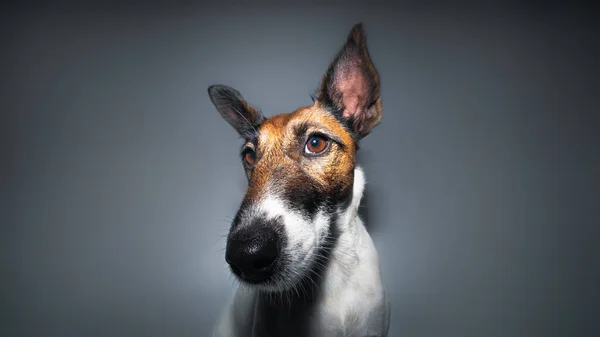 Retrato Cerca Zorro Terrier Lente Gran Angular Foto Estudio Cara —  Fotos de Stock