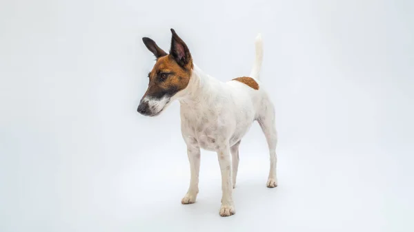 Smooth Fox Terrier Perro Está Blanco Aislado Telón Fondo Mascotas —  Fotos de Stock