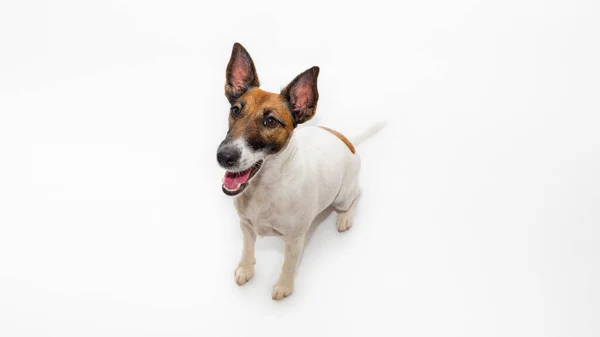 Lindo Perro Terrier Zorro Sonriente Fondo Blanco Espacio Copia Feliz —  Fotos de Stock