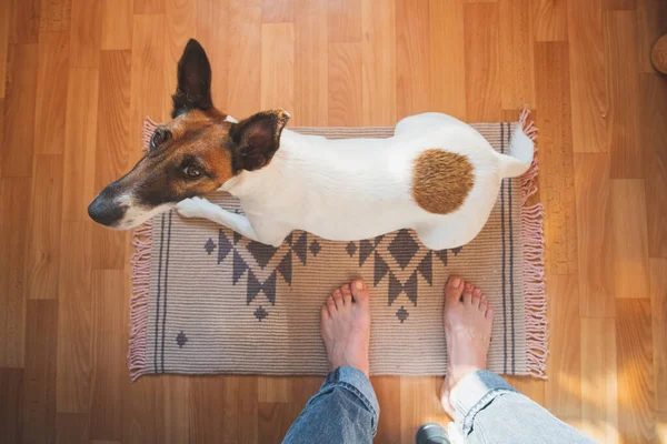 Wide angle shot of a young dog sitting on a rug in the room, point of view of human legs. Living with pets concept: funny fox terrier puppy looking up at his owner.