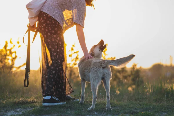 Mulher Cão Natureza Pôr Sol Relação Humana Animal Estimação Comunicação — Fotografia de Stock