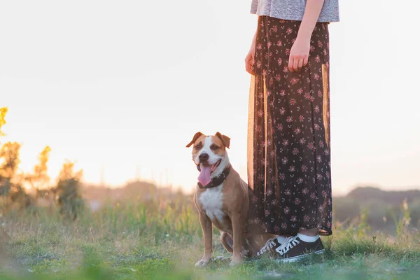 Pies Siedzi Przy Kobiecie Wytrenowane Zwierzaki Spacerze Staffordshire Terrier Jej — Zdjęcie stockowe