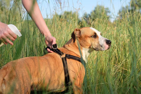 Aktif köpek için sivrisinek ve böcek önleyici. Kişi, yürüyüş yaparken böcek ve kene ısırıklarını önlemek için sprey kullanır.
