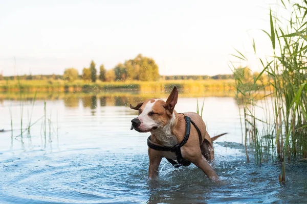 Happy dog shakes off water after a swim in the lake. Physical activities for pets in the summer, dog enjoying staying in water