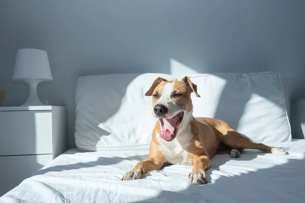 Cão Sonolento Boceja Cama Quarto Iluminado Pelo Sol Animais Estimação — Fotografia de Stock