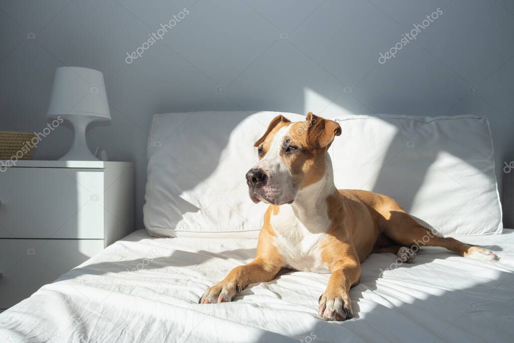 Happy dog on bed in bright sun-lit bedroom. Pets at home in simple modern interior