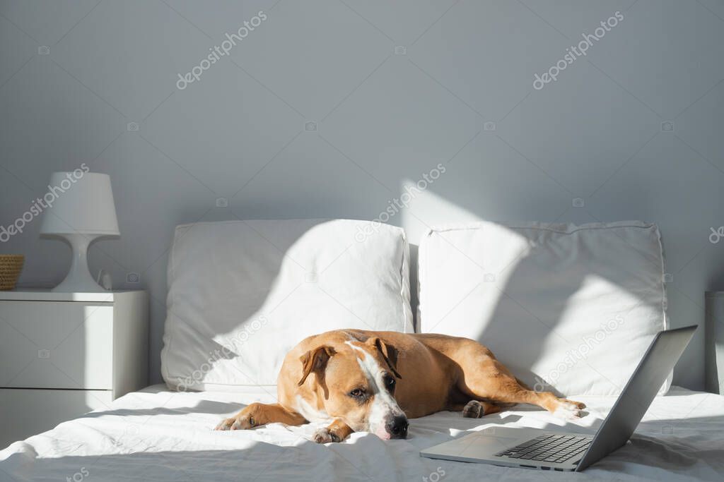 Dog on bed next to a laptop in bright sun-lit bedroom. Pets at home in simple modern interior, concept of telework or working from home