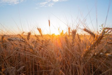Kırsal alan, olgunlaşmış buğday tarlası. Çavdar tarlası ve bulutlu mavi gökyüzü.