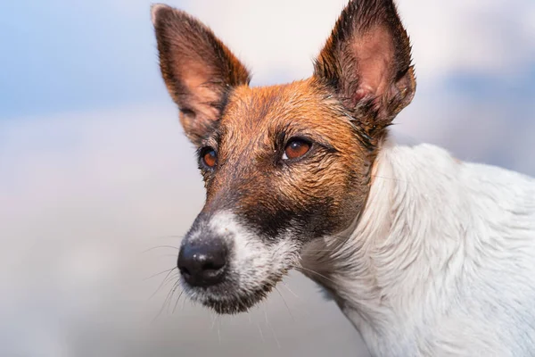 Potret Close Dari Anjing Terrier Rubah Basah Halus Kepala Anak — Stok Foto