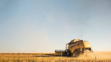 Olgun çavdar tarlasında çalışan hasat makinesi. Mısır gevreği hasat mevsimi, tarım sektörü konsepti