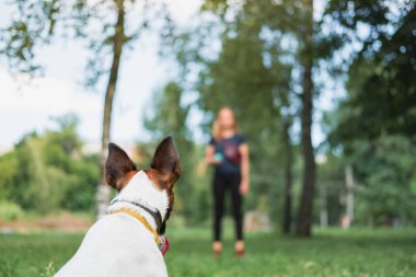 Parkta köpek sahibiyle egzersiz yapıyor. Evcil hayvanlarla oynamak, köpek itaat eğitimi, dışarıda zaman geçirmek.