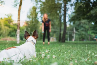 Parkta köpek sahibiyle egzersiz yapıyor. Evcil hayvanlarla oynamak, köpek itaat eğitimi, dışarıda zaman geçirmek.