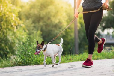 Koşucu köpeğe tasma takmış. Koşmak, evcil hayvanlarla egzersiz yapmak, şehirde aktif bir yaşam tarzı, tilki teriyeriyle koşan bir kadın.