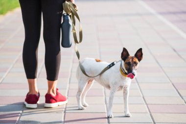 Pürüzsüz tilki teriyeri bir koşucunun yanında duruyor. Şehirdeki evcil hayvanlarla aktif yaşam tarzı, evcil hayvan aksesuarları, köpeklerle koşma.