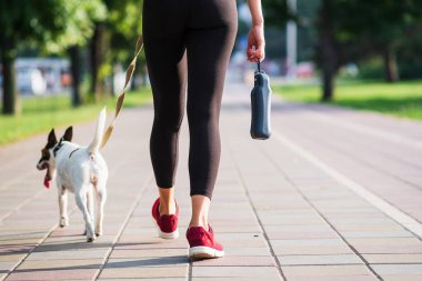 Pürüzsüz tilki teriyeri, koşu kıyafeti giymiş bir kadının yanında yürüyor. Şehirdeki evcil hayvanlarla aktif yaşam tarzı, evcil hayvan aksesuarları, köpeklerle koşma.