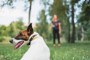 Parkta köpek sahibiyle egzersiz yapıyor. Evcil hayvanlarla oynamak, köpek itaat eğitimi, dışarıda zaman geçirmek.