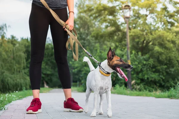 Anjing Pada Tali Dengan Pelari Berlari Berolahraga Dengan Hewan Peliharaan — Stok Foto