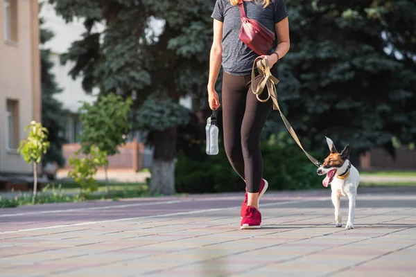 Seekor Anjing Terrier Rubah Berjalan Dengan Seorang Wanita Latar Belakang — Stok Foto