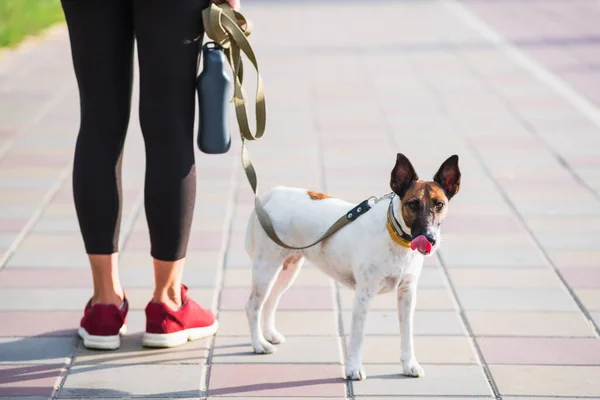 Anjing Terrier Rubah Halus Berdiri Samping Pelari Gaya Hidup Aktif — Stok Foto