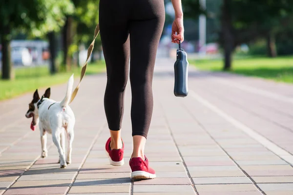Anjing Terrier Rubah Halus Berjalan Samping Seorang Wanita Dalam Pakaian — Stok Foto