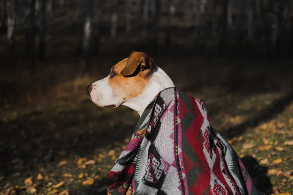 Beautiful Dog Blanket Outdoors Autumn Nature Scene Dog Sits Forest — Stock Photo, Image