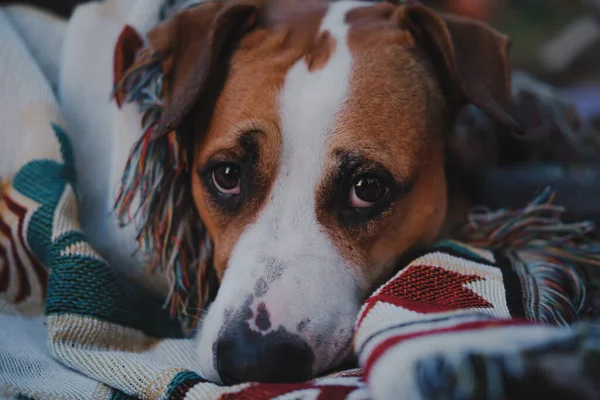 Close Portrait Dog Throw Blanket Outdoors Low Key Image Staffordshire — Stock Photo, Image