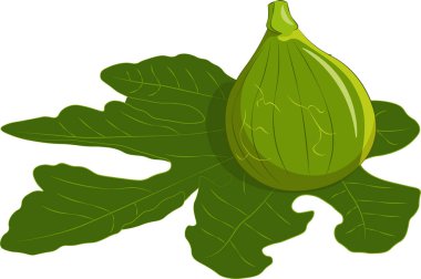 Beyaz arkaplanda incirler izole edildi