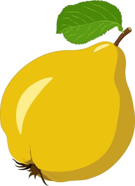 quince beyaz arkaplanda izole