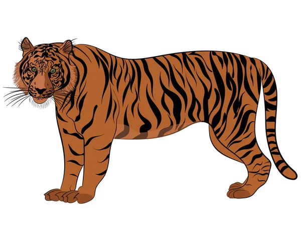 Τίγρης σε στυλ παρακολούθησης — Διανυσματικό Αρχείο