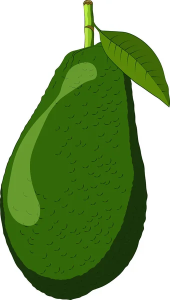 Avocado geïsoleerd op witte achtergrond — Stockvector