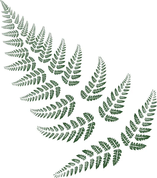 Folhas de samambaia verde no fundo branco — Vetor de Stock