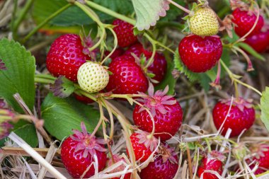 Birçok çilek koşucusu saman üzerinde meyve kümeleri taşır. Çoğu böğürtlen kırmızı parlarken, bazıları yeşil kalır. Bitkiler yatağı renklerle doldurur ve cömert ve lezzetli bir hasat vaat ederler..