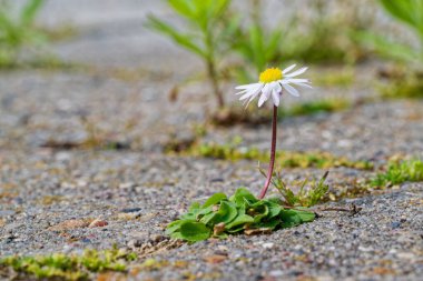 Asfalt yoldaki dar bir çatlaktan tek bir papatya yükselir. Beyaz yapraklar altın sarısı bir merkezin etrafında küçük taşlar parıldarken. Basit doğa, düzgün sert yüzeyi delip geçer..