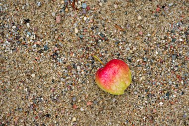 Kırmızı ve yeşil bir elma, pürüzsüz zeminde parlak benekli bir cilt olan küçük çakıl taşlarından oluşan bir yatakta yatar. Nemli taşlar ve yumuşak ışık, sessiz bir anda taze yağmuru, basit rengi ve dokuyu akla getiriyor..
