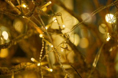 Yapraklı bir dal bir dizi küçük sıcak ampul taşır. Parıltılar arasında neredeyse görünmez olan temiz bir tel. Kibar sarı parıltı, yeşil gölgelikteki küçük bir bayram fısıltısı gibi neşeli ve sakin hissettiriyor..