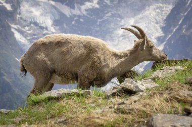 Vahşi dağ keçisi. Alpler. Fransa.