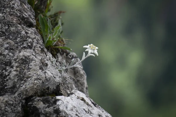 Edelweiss Προστατευόμενο Σπάνιο Λουλούδι Στα Βουνά Τάτρα — Φωτογραφία Αρχείου