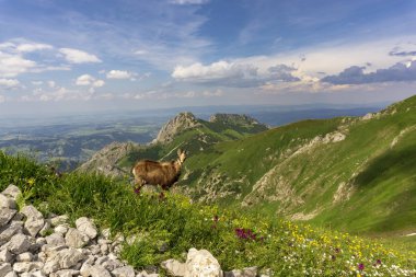 Chamois Giewont arka plan üzerinde renkli bir çayır üzerinde. Tatry. Polonya.