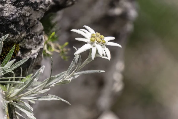 Edelweiss Tatra Dağları'nda nadir çiçek korumalı.