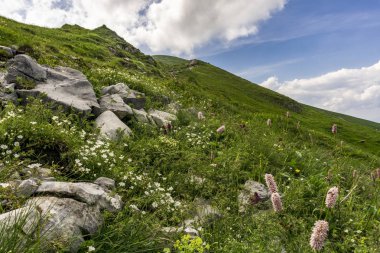 Bir yaz manzara dağ bitki örtüsü. Czerwone Wierchy alanı. Batı Tatra Dağları. Polonya.